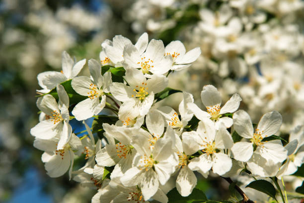 istock Flowering branch of apple tree 505722514