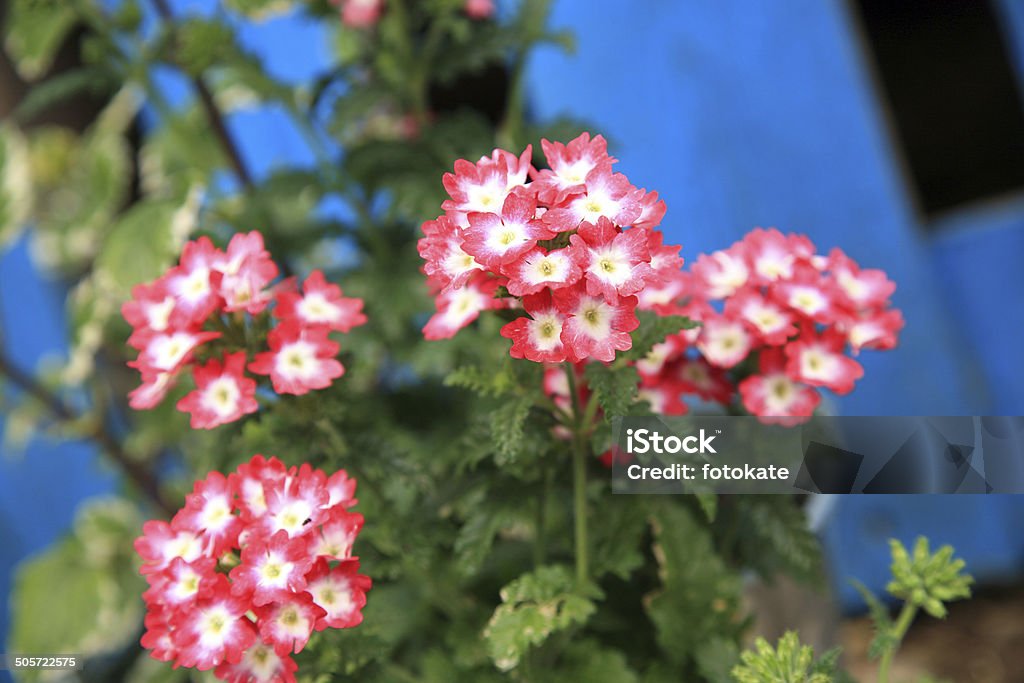 The composition of vervain planted. The composition of vervain planted, in a bucket on a background of blue fence. The decor of the garden Bedding Stock Photo