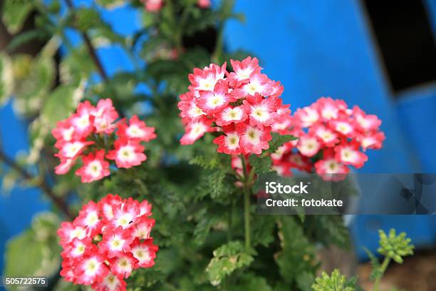 The Composition Of Vervain Planted Stock Photo - Download Image Now - Bedding, Blossom, Blue