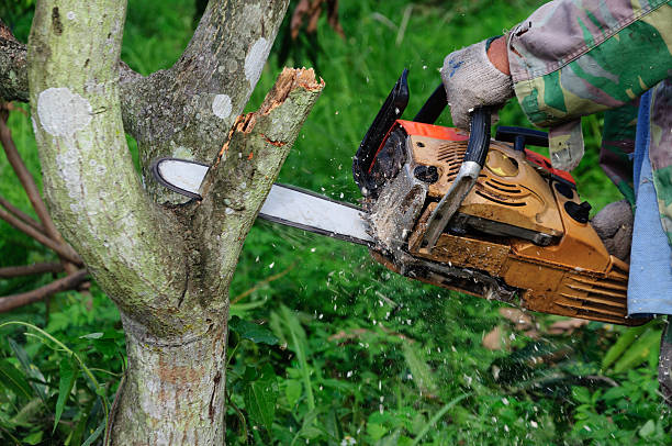 istock The saw cutting the wood 505723027