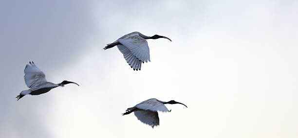 istock Flight of the Ibis. 505723260