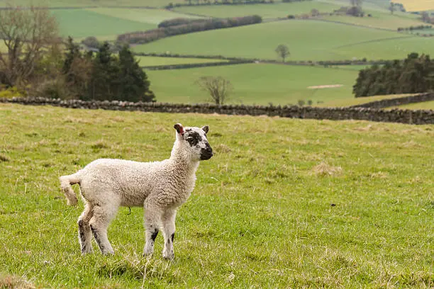 Photo of isolated lamb on green paddock