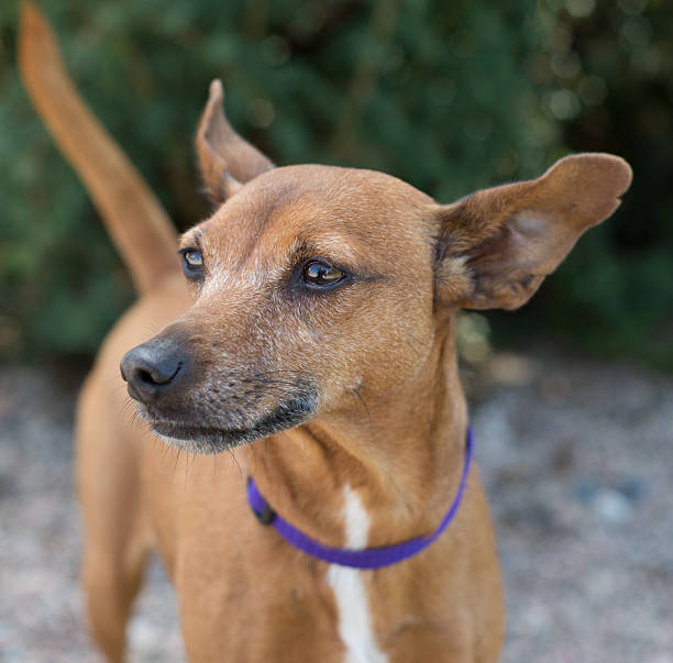 istock Dog portait in natural light 505723329