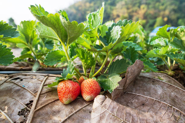 istock Fresh organic strawberries closeup shot 505723352