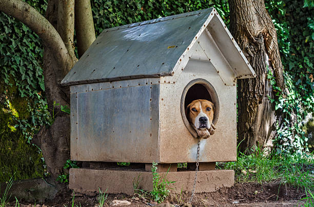 istock Dog in kennel 505723465