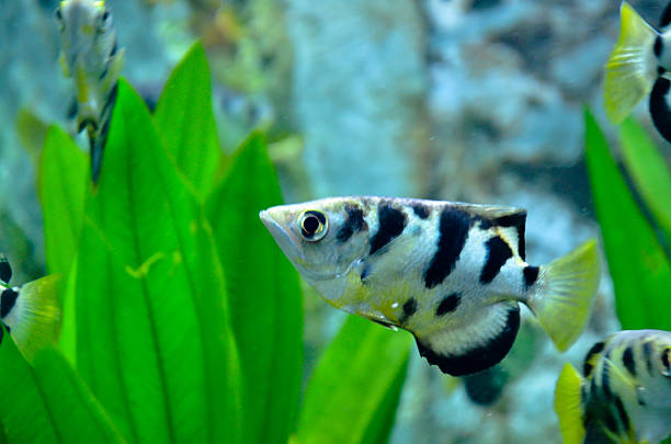 istock Closeup of beautiful Sea 505724285