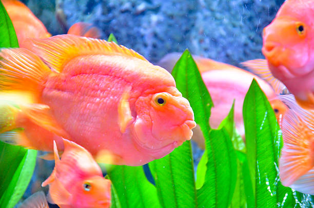 istock Closeup of beautiful Sea 505724287