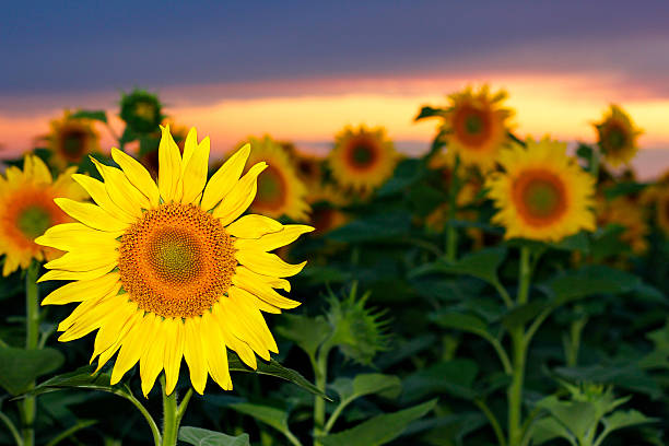 istock Sunflower field in the summer 505724871