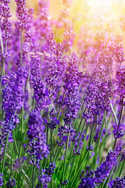 istock Garden lavender flowers 505724883