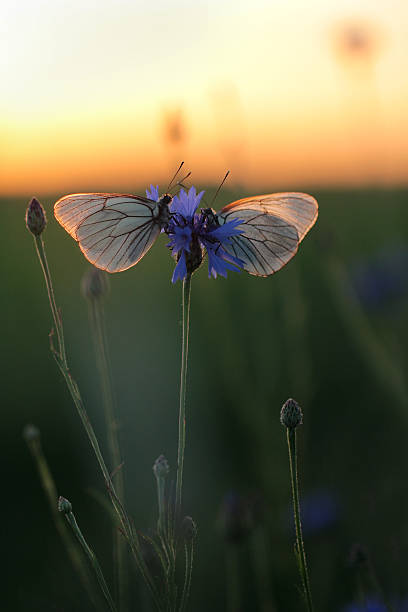 상제나비, aporia crataegi - black veined white butterfly 뉴스 사진 이미지