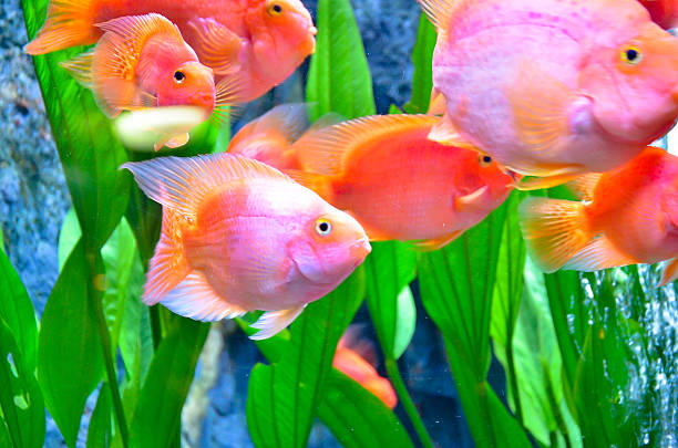 istock Closeup of beautiful Sea 505725525
