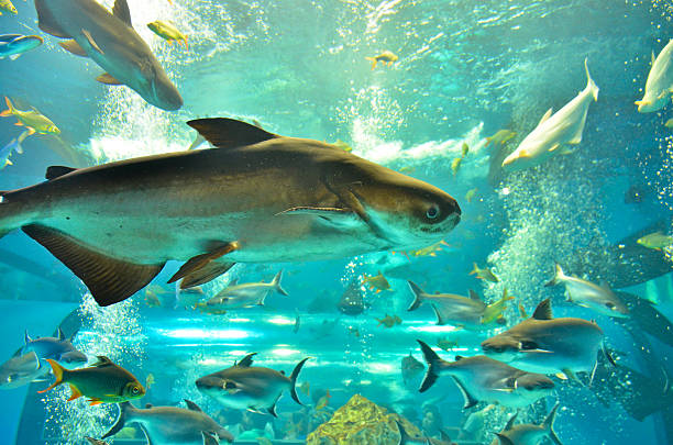 istock Closeup of beautiful Sea 505725537