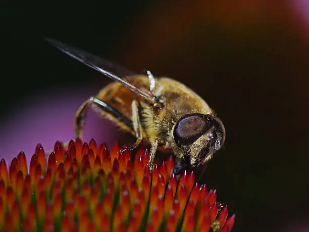 Outdoor close up photography from a flower fly.
