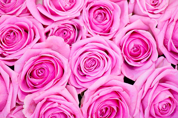 istock Bunch of Pink Roses with Dew Drops 505726301