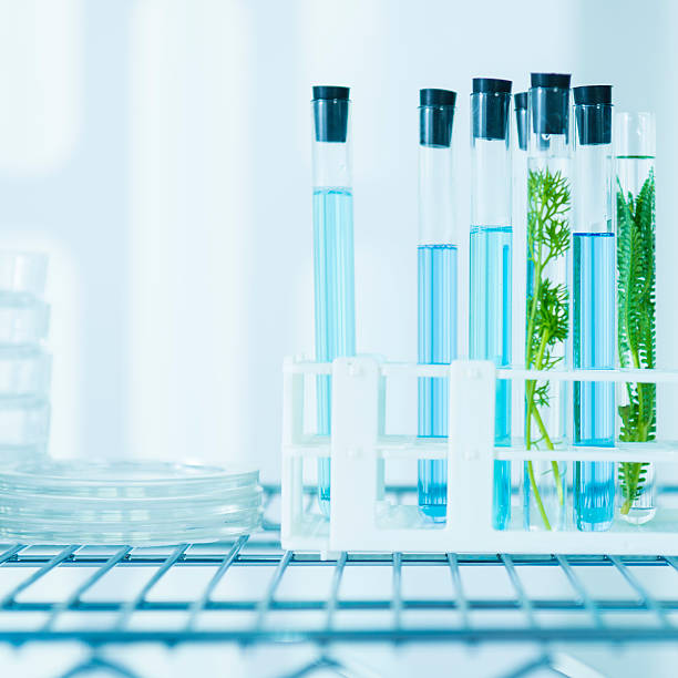 istock Biology investigation in laboratory 505726645