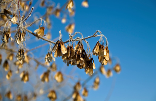 Dried seeds of maple against the winter sky.