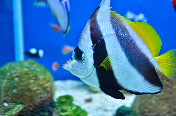 istock Closeup of beautiful Sea 505726807