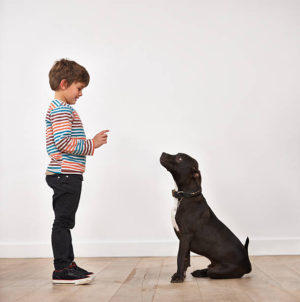 Stay! A cute little boy training his dog animal tricks stock pictures, royalty-free photos & images