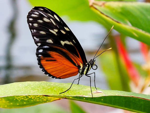 hecale longwing papillon - blom photos et images de collection