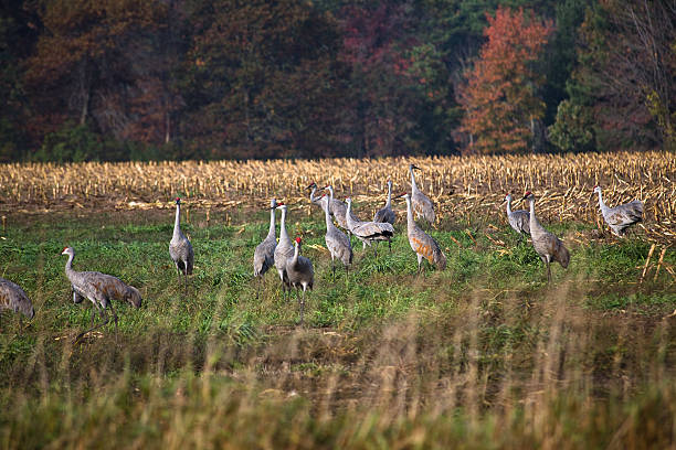istock Sandhill Crane in Farm Field 505728285