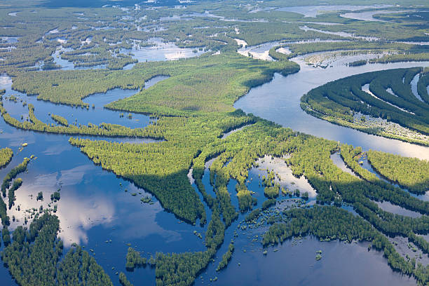 istock Forest river in flooding, top view 505745812