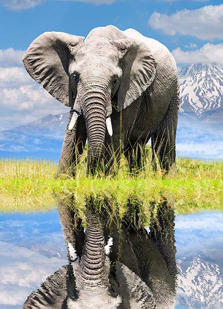 Bull elephant with tusk and a newborn walking near a pond. Elephants in reflection