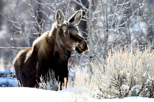 Moose calf and frosty day