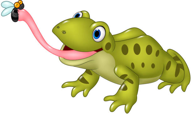 мультяшный забавный лягушка внимание fly изолированные на белом фоне - frog animal tongue animal eating stock illustrations