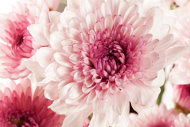 istock pink chrysanthemum flower beautiful fresh 505747900