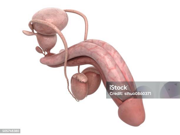 Males Reproductive System Stockfoto en meer beelden van Penis - Penis, Mannelijk, Urinewegstelsel