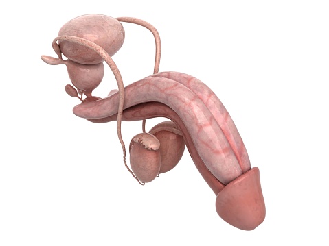 Digital medical illustration: X-ray of human digestive system, with large intestine highlighted. Anterior (front) view. This is a rendering from a digital model.