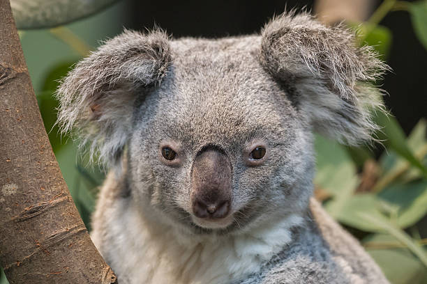istock Close-up of a koala bear 505748422