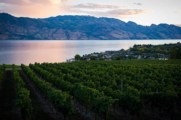 istock Kelowna vineyard and Okanagan Lake at sunset 505750952