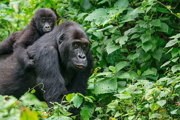 Photo of Gorilla baby riding on back of mother, wildlife shot, Congo