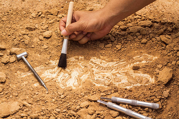 Skeleton and archaeological tools. Skeleton and archaeological tools.Training for dig fossil.Simulated same as real digging. digging stock pictures, royalty-free photos & images