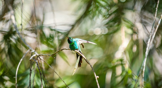 Cuban Emerald Hummingbird (Chlorostilbon ricordii), Cienaga de Zapata, Cuba