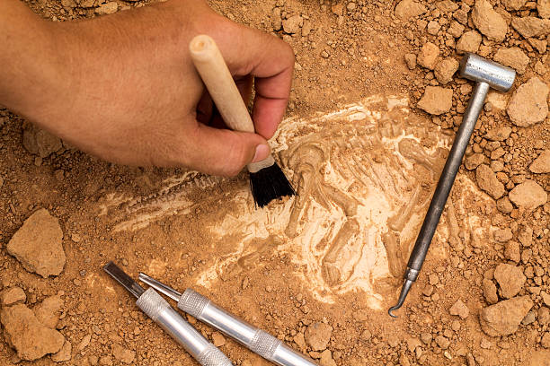 esqueleto y arqueológicos herramientas. - geology fotografías e imágenes de stock