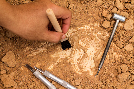 Skeleton and archaeological tools.Training for dig fossil.Simulated same as real digging.