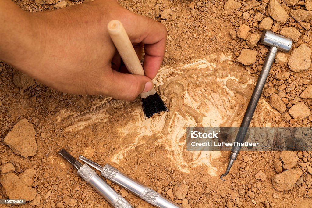 Skeleton and archaeological tools. Skeleton and archaeological tools.Training for dig fossil.Simulated same as real digging. Paleontology Stock Photo