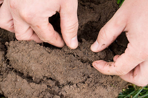 Checking soil health and structure Checking soil health and structure silt stock pictures, royalty-free photos & images