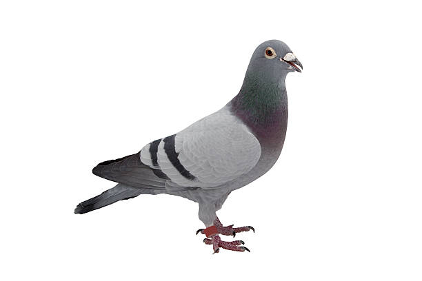 istock Grey sport pigeon isolated on white 505755124