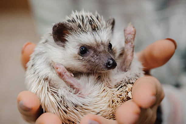 istock Woman hands holding white african hedgehog 505755204