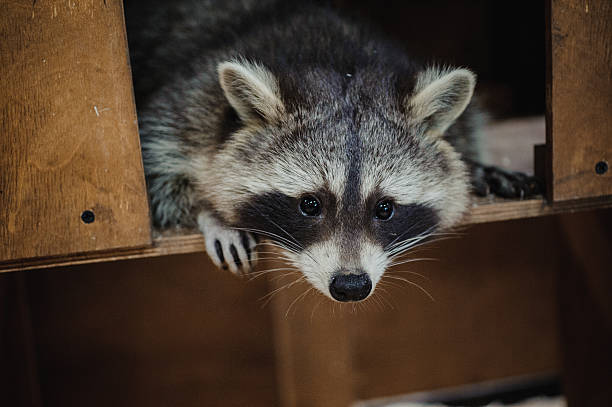istock Cute Raccoon face action animals 505755378
