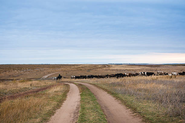 istock cowboy expels herd of cows 505755422