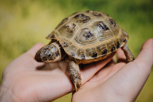 Small turtle, pet in the hands of girls