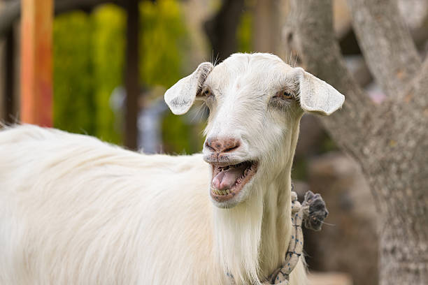 istock Funny goat portrait. A close up look. 505755626