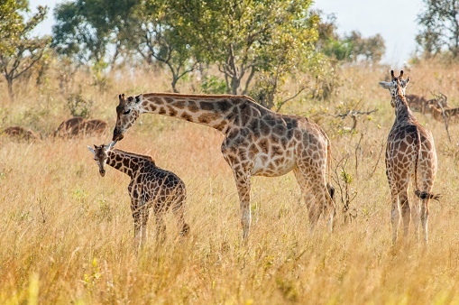 The giraffe licks a cub . Uganda. Queen Elizabeth National Park.The giraffes on savanna. Giraffa camelopardalis.