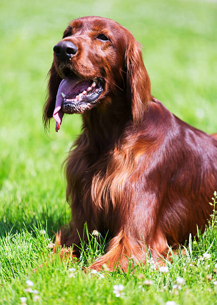 istock Red Irish Setter lying  at park 505766671