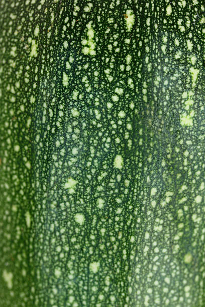istock Fresh green zucchini peel texture macro shot 505768079
