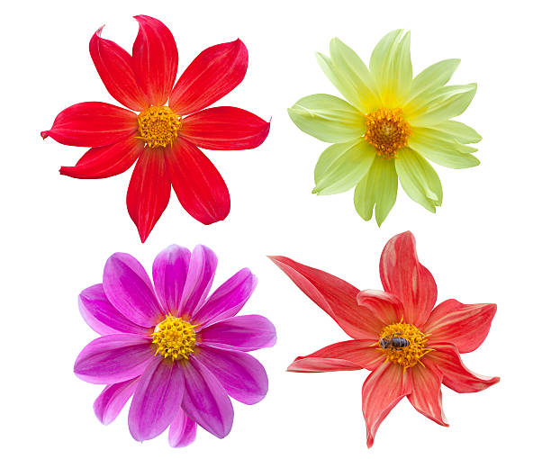 istock dahlia flowers isolated on white 505768155